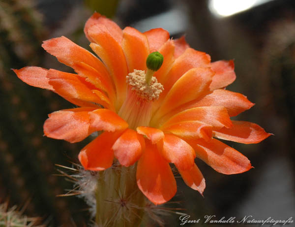 Echinocereusbloem-(cactus)
