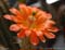 Echinocereusbloem-(cactus)