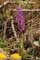Gevlekte orchis 2