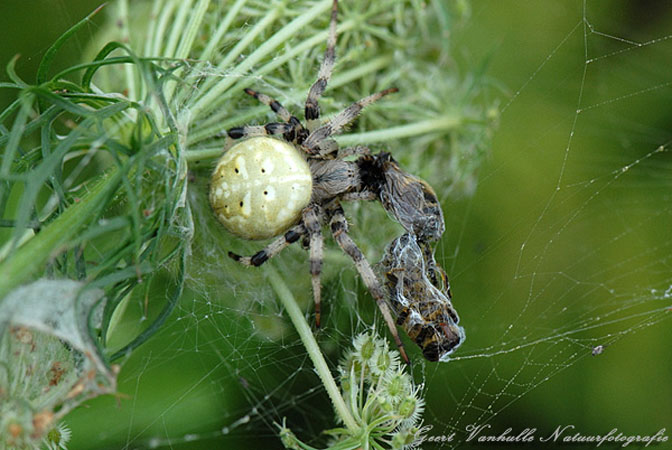 viervlekwielwebspin-female