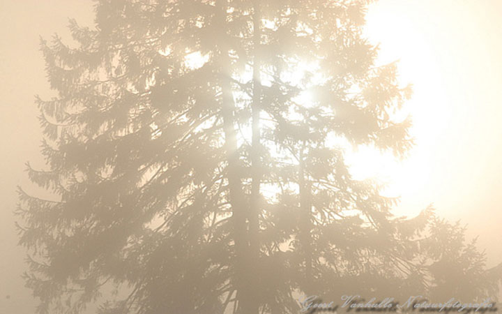 De zon piept door de mist