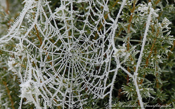 Spinneweb