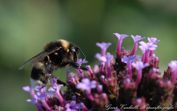 Steenhommel