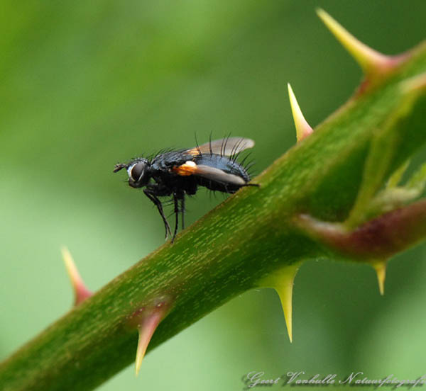 Zophomyia temula ( Sluipvlieg )