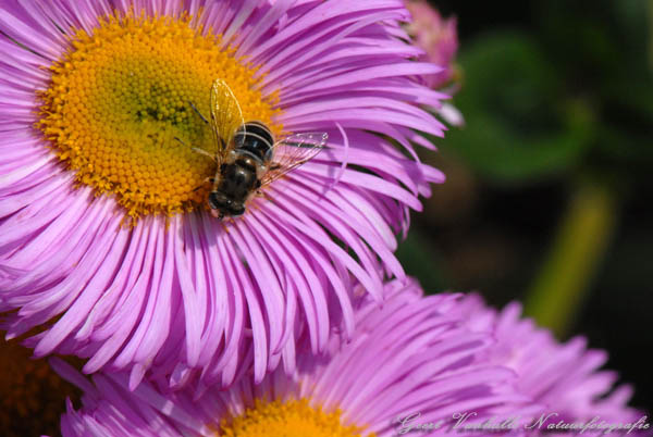 eristalis-interrupta