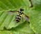 Donkere fopwesp ( Chrysotoxum bicinctum)