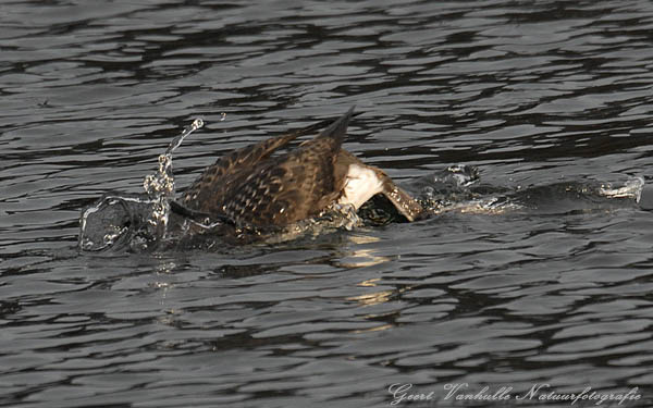 Parelduiker