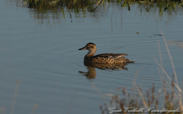 Wintertaling 2