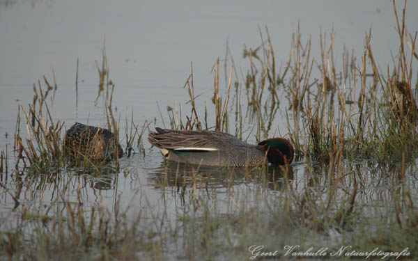 Wintertaling