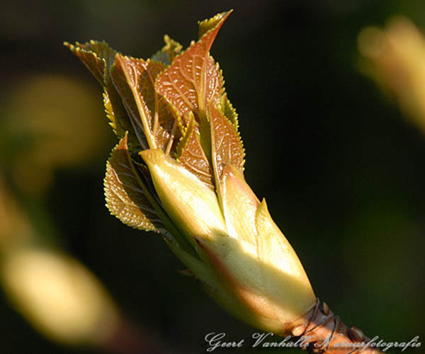 Hortensia