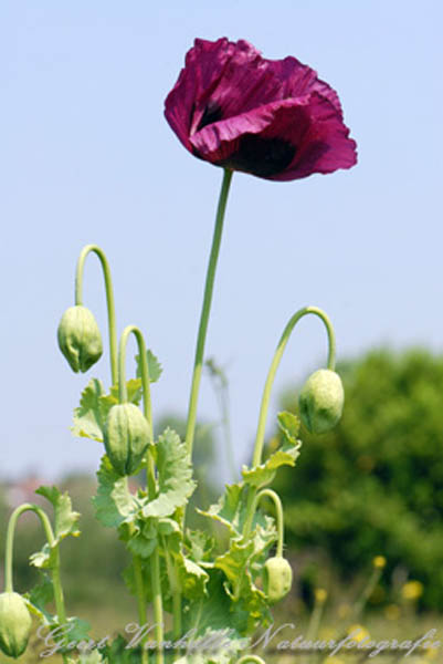 Papaver