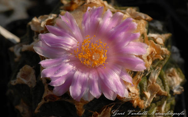 Roseocactus fissuratus