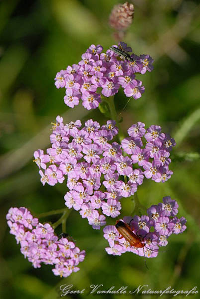 Roze-Duizendblad