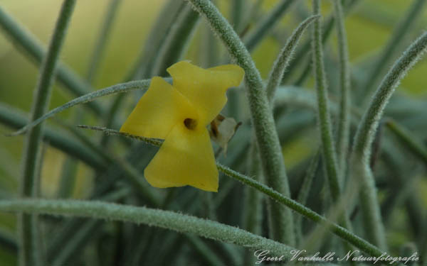 Tillandsia crocata