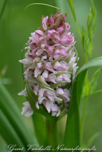 Vleeskleurige-Orchis