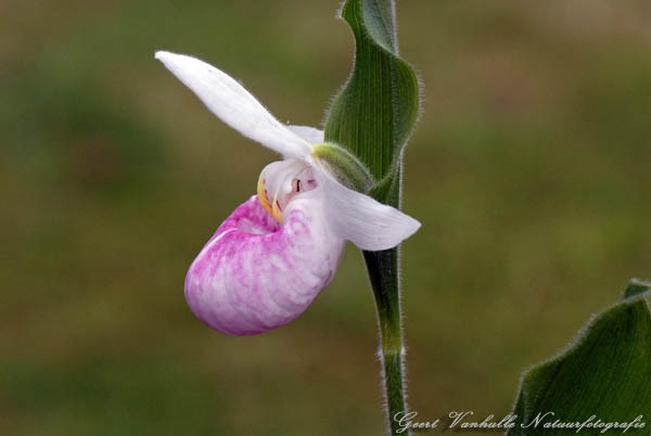 cypripedium-reginae-2