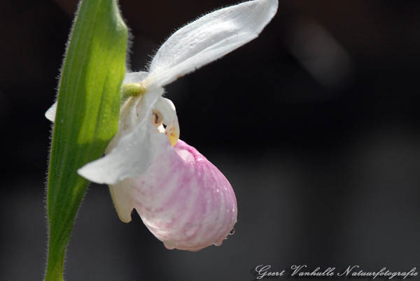 cypripedium-reginae