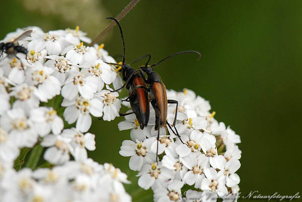 Zwartstreepsmalbok