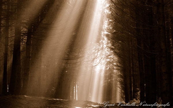 Morgenlicht in de Ardense bossen