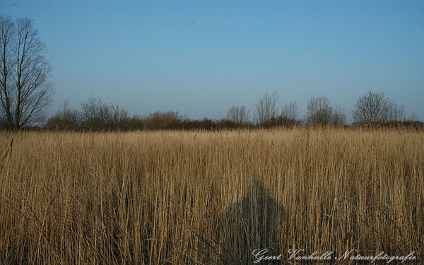 Rietveld PELIKAAN