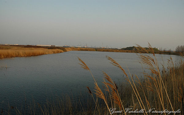 Rietveld Pelikaan 2