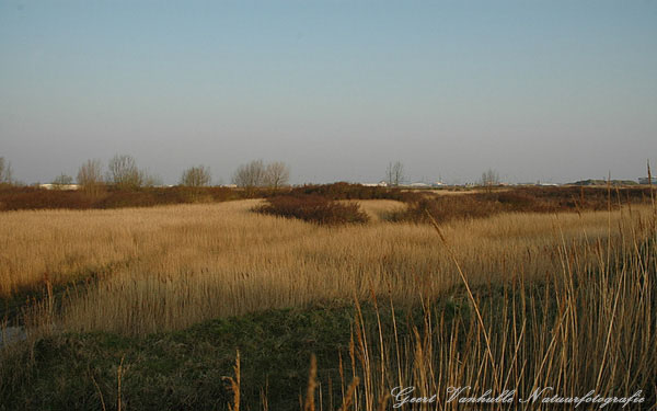 Rietveld Pelikaan 3