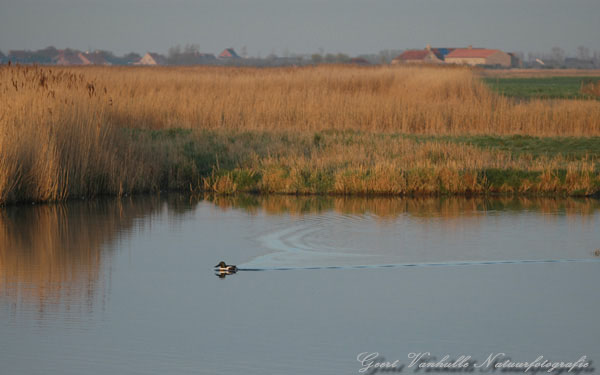 Uitkerkse polder 2