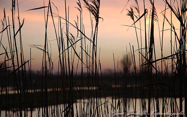 Uitkerkse polder 7