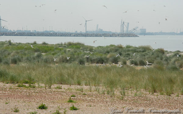 Zeebrugge Sterneneiland