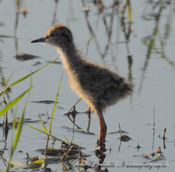 Juveniele-Tureluur