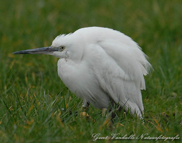 Kleine zilverreiger 2