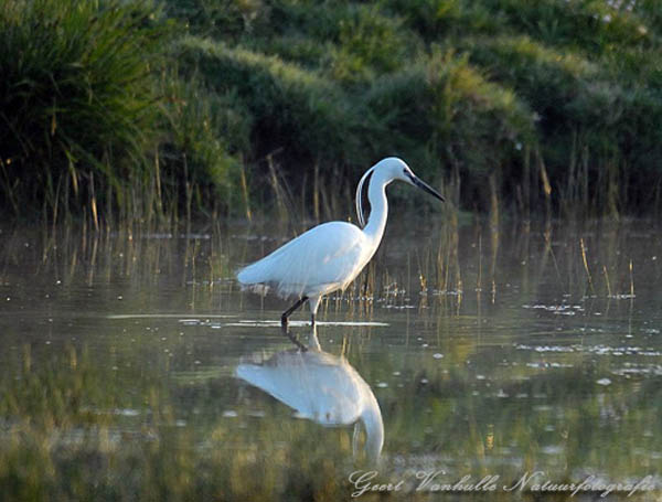 Kleine zilverreiger 3