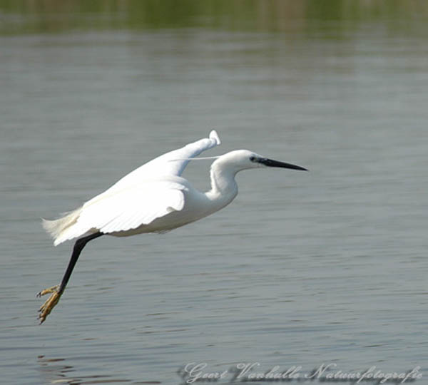 Kleine zilverreiger