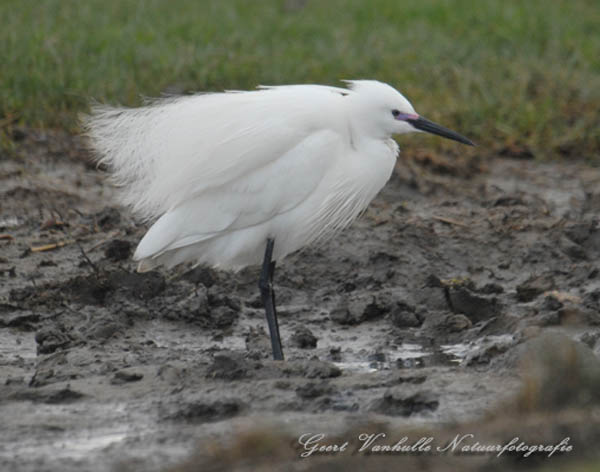 Kleine-Zilverreiger