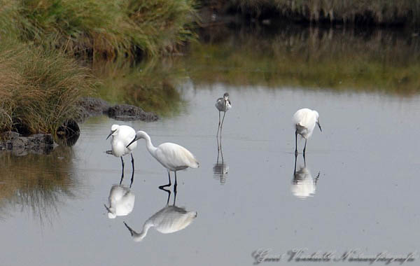 Kleine-Zilverreigers-Steltk