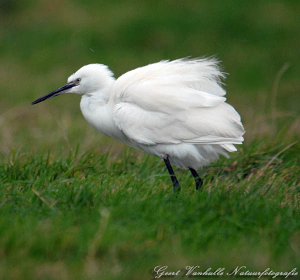 Kleine-zilverreiger-12