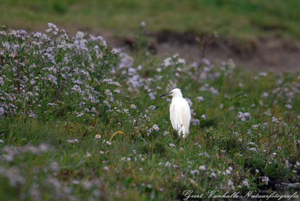 Kleine-zilverreiger-13