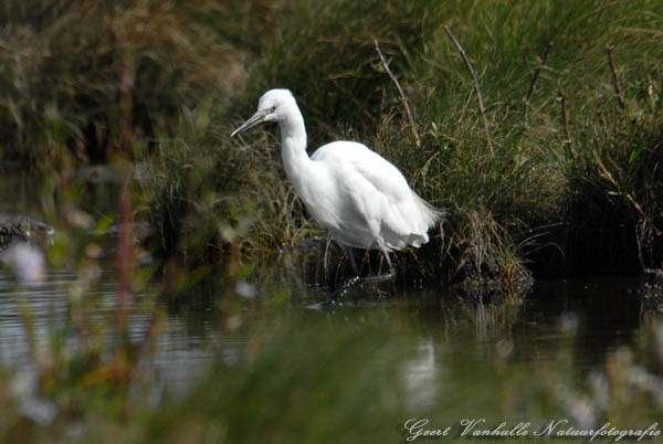 Kleine-zilverreiger-14