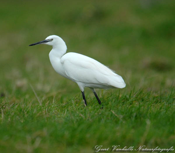 Kleine-zilverreiger-15