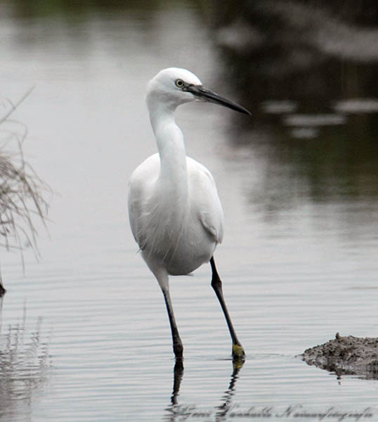 Kleine-zilverreiger-5