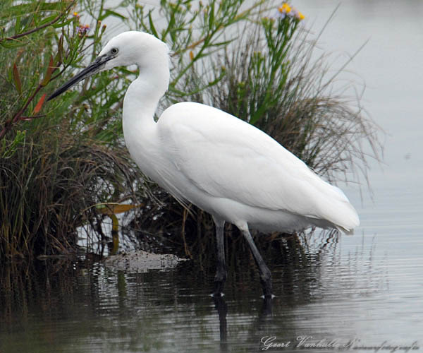 Kleine-zilverreiger-8