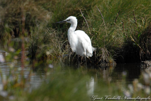 Kleine-zilverreiger-9