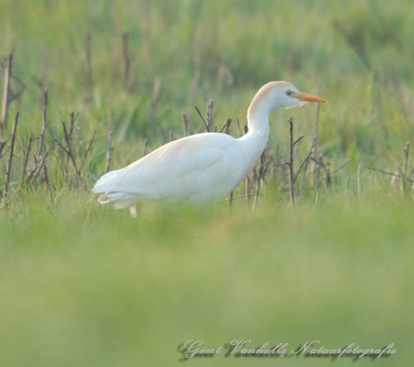 Koereiger-3