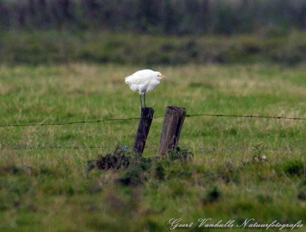 Koereiger