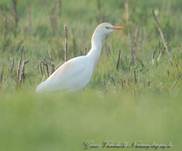 Koereiger2