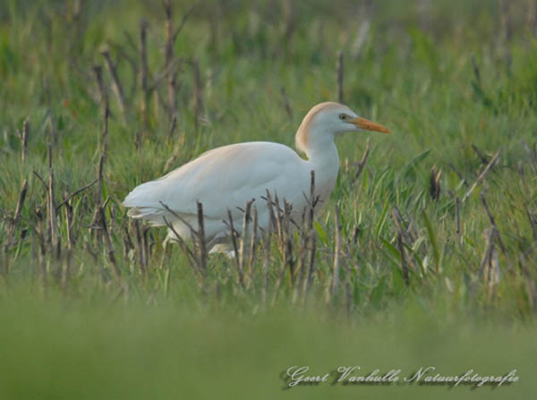 Koereiger4