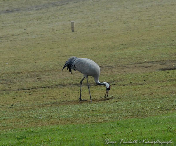 Kraanvogel