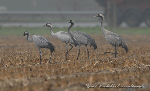 Kraanvogels