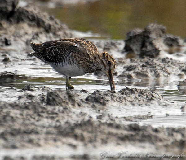 Watersnip3