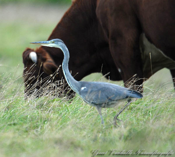 blauwe-reiger-tussen-vee